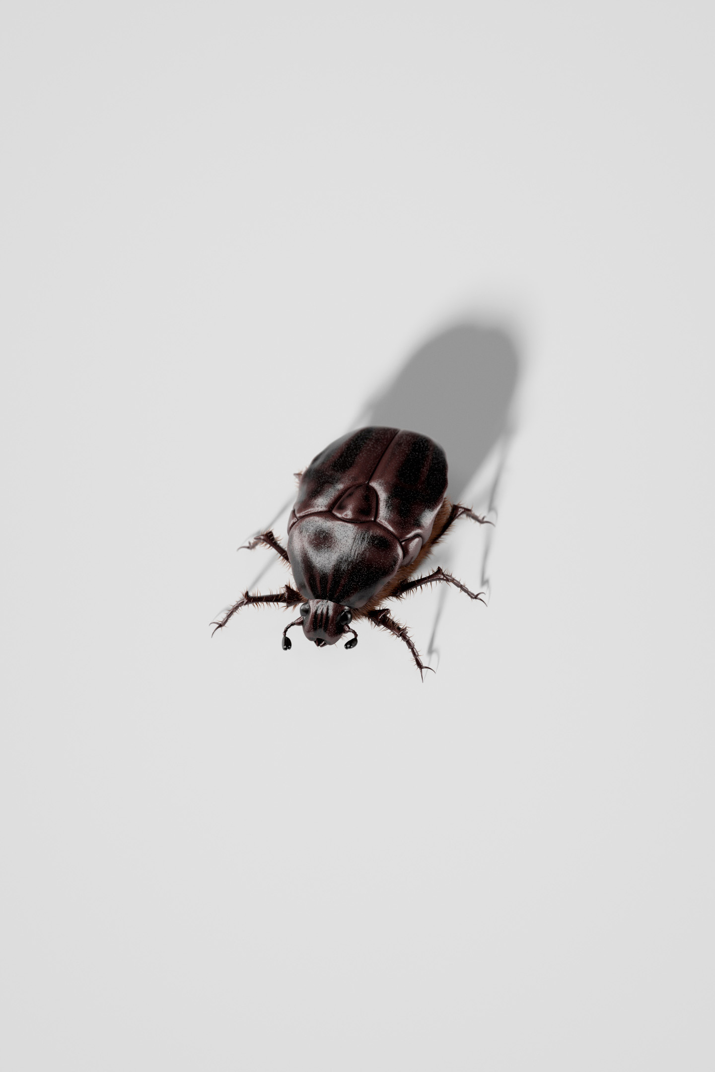 3D render: a beetle on white, seen from above
