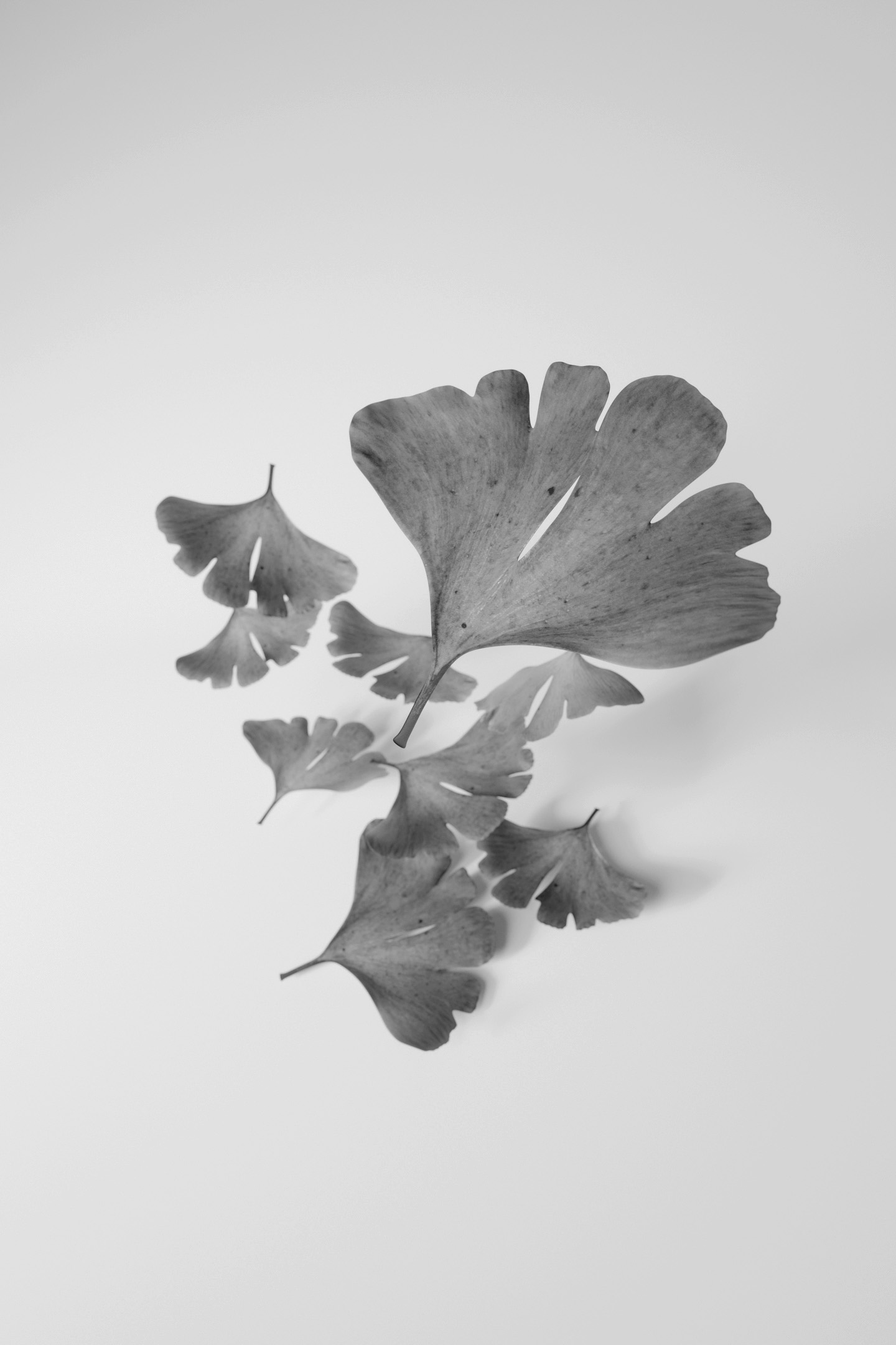 3D render: ginkgo leaves on white