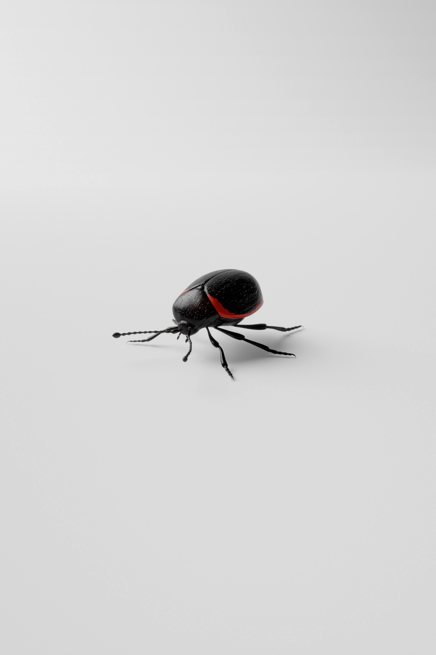 3D render: a red and black beetle on white